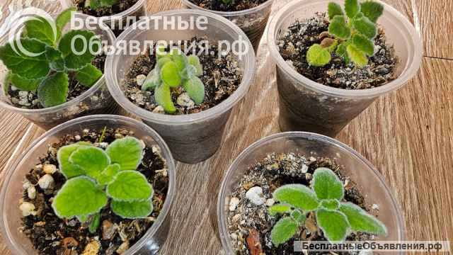 Синнингия беловолосая, пузырчатая, Купера