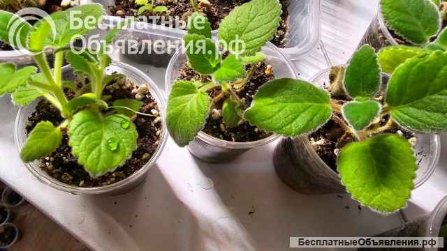 Синнингия беловолосая, пузырчатая, Купера