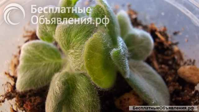 Синнингия беловолосая, пузырчатая, Купера