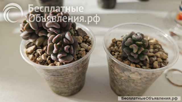 Эхеверия (Каменная роза)