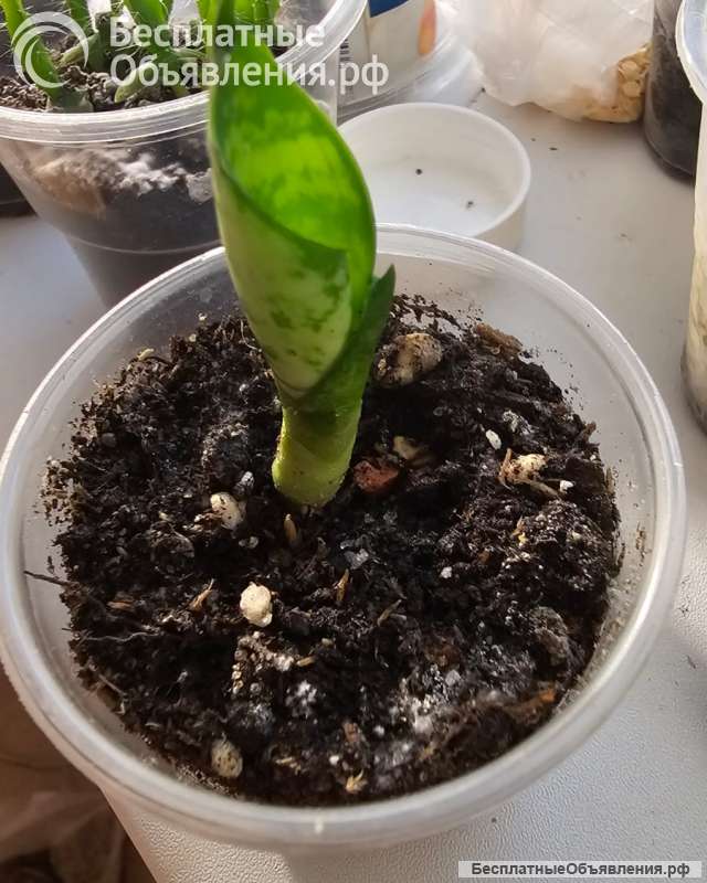 Сансевиерия - тещин язык, дьявольское пламя