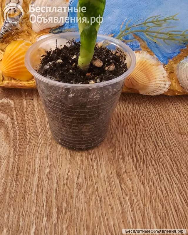 Сансевиерия - тещин язык, дьявольское пламя