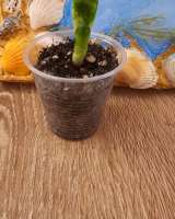 Сансевиерия - тещин язык, дьявольское пламя