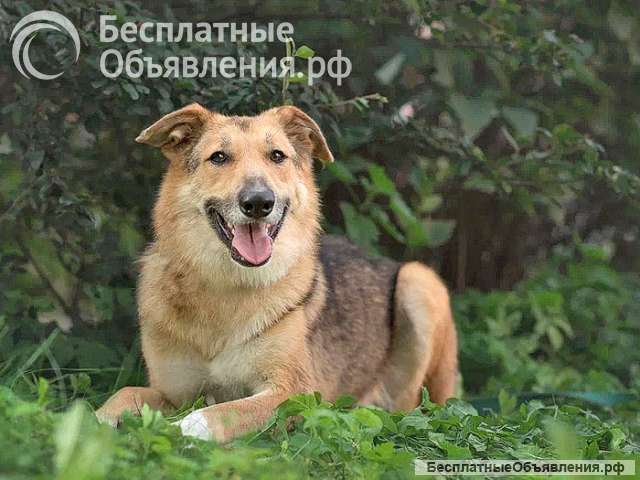 Анри, некрупный домашний песик с большим добрым сердцем ищет дом