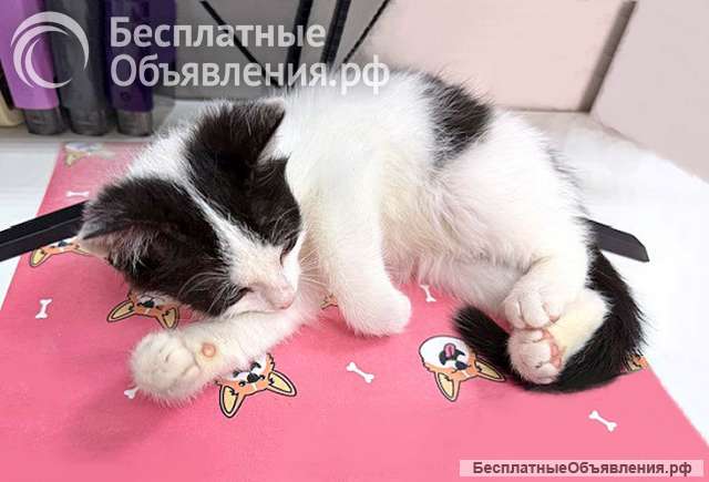 Ласковый трогательный котёнок Кузя ищет дом
