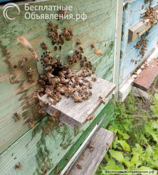 Пчёлы - собepу пчелопакеты