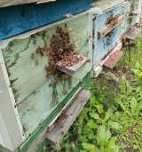 Пчёлы - собepу пчелопакеты