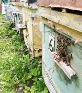 Пчёлы - собepу пчелопакеты