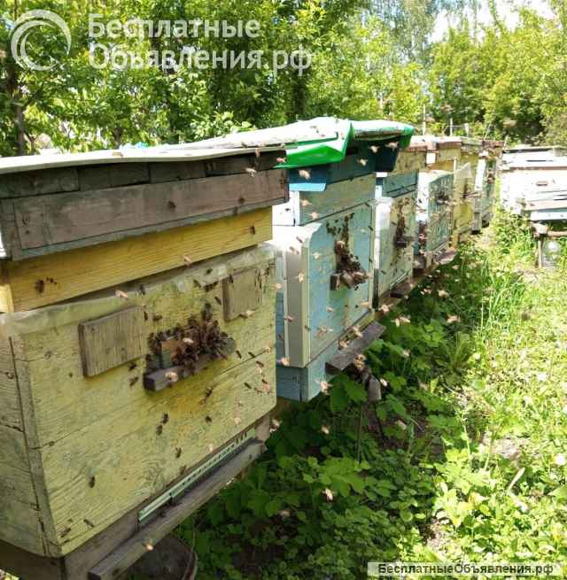 Пчёлы - собepу пчелопакеты