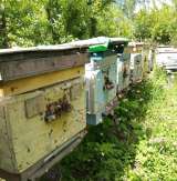 Пчёлы - собepу пчелопакеты