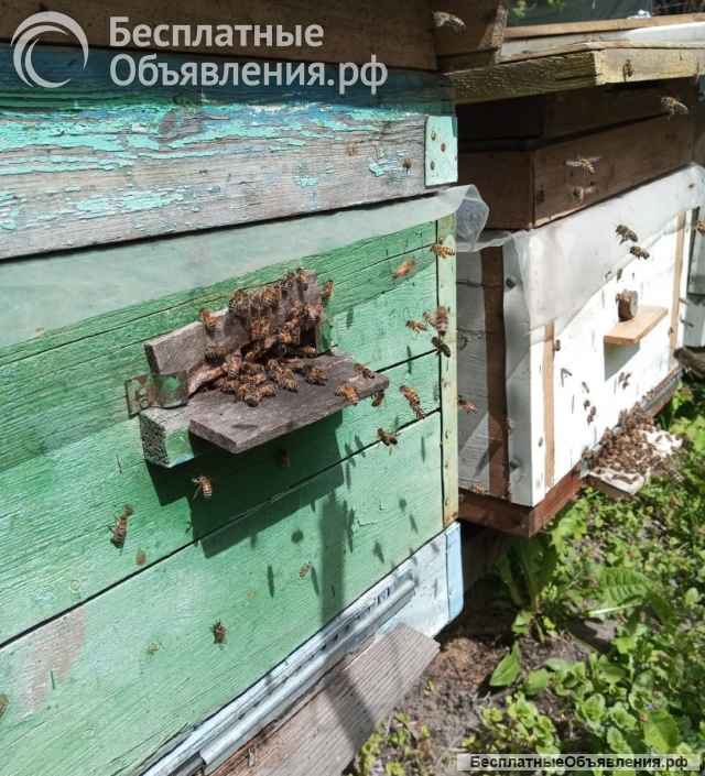 Пчёлы - собepу пчелопакеты