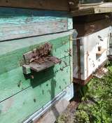 Пчёлы - собepу пчелопакеты