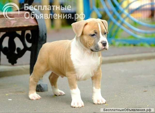 Шикарные парни Амстаффтерьера ркф