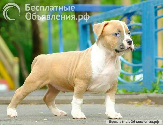 Шикарные парни Амстаффтерьера ркф