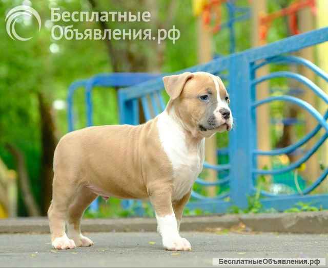 Шикарные парни Амстаффтерьера ркф