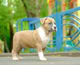 Шикарные парни Амстаффтерьера ркф