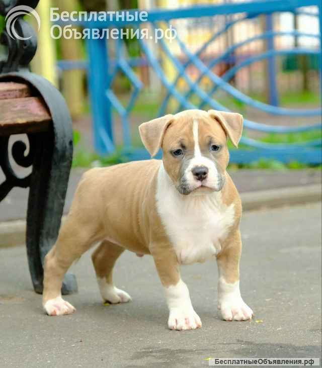 Шикарные парни Амстаффтерьера ркф