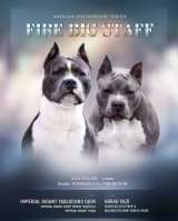 Шикарные парни Амстаффтерьера ркф