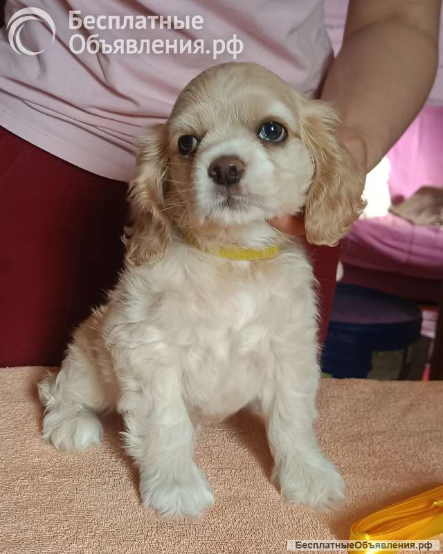 Резервирование щенков американского кокер спаниеля