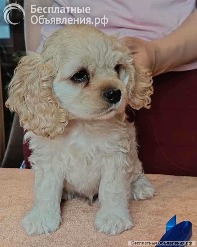 Резервирование щенков американского кокер спаниеля