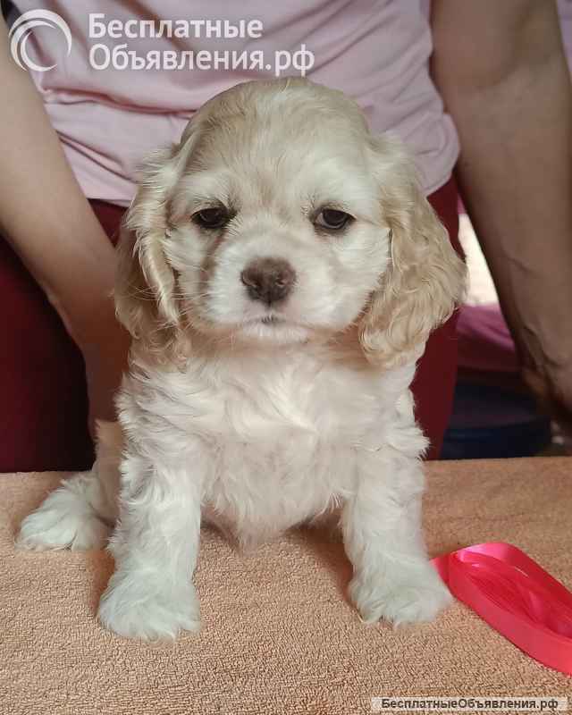 Резервирование щенков американского кокер спаниеля