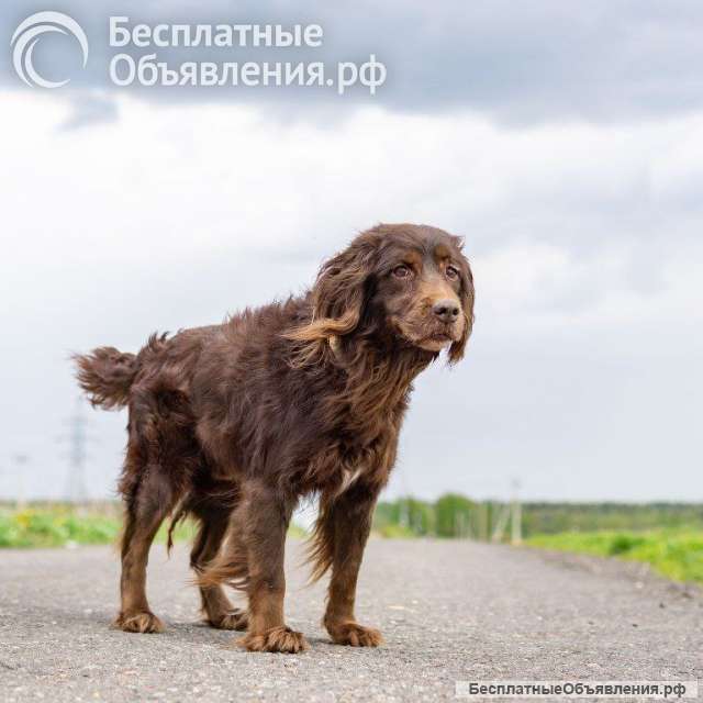 Ищет дом наш подопечный «шоколадный заяц» - фенотип спаниеля Марсель