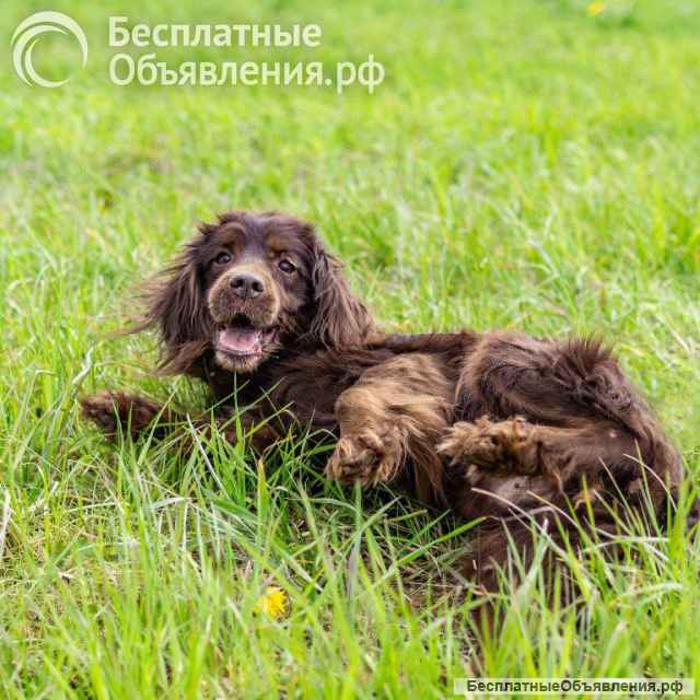 Ищет дом наш подопечный «шоколадный заяц» - фенотип спаниеля Марсель