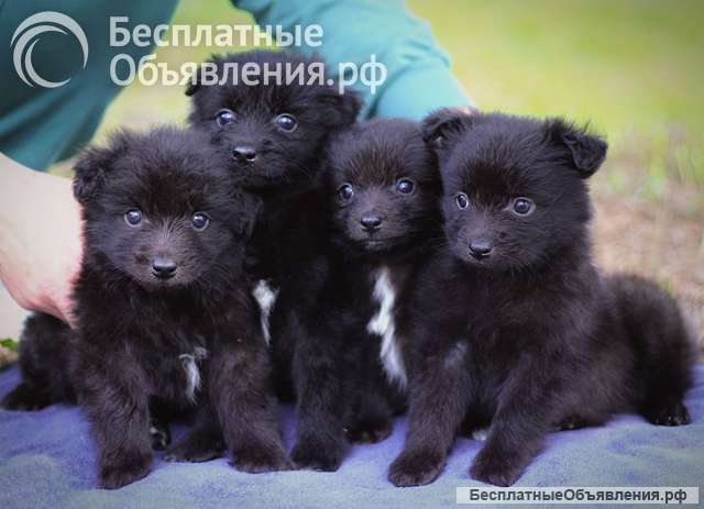 Чудесные маленькие щенки, мальчики и девочки в добрые руки