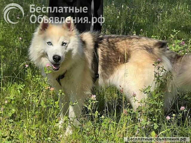 Ищем дом для метиса хаски по имени Альфа