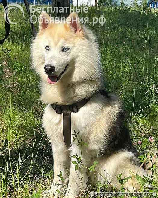 Ищем дом для метиса хаски по имени Альфа