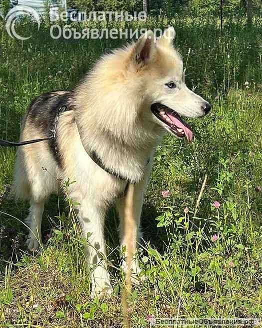 Ищем дом для метиса хаски по имени Альфа