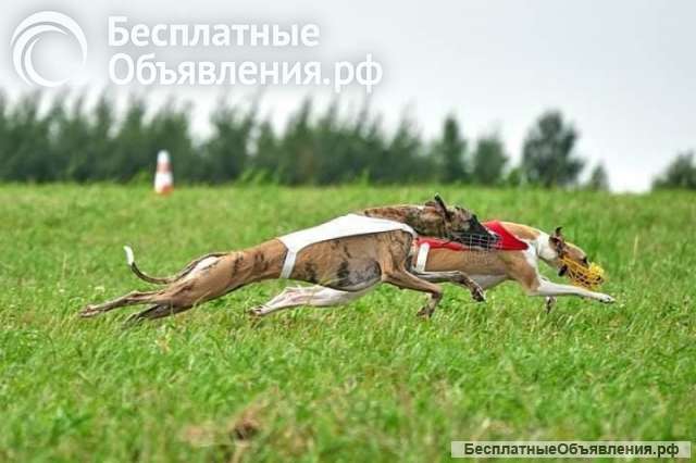 Щенки Уиппета
