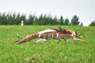 Щенки Уиппета