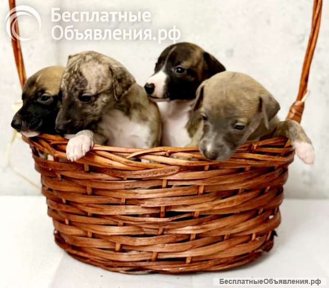 Щенки Уиппета