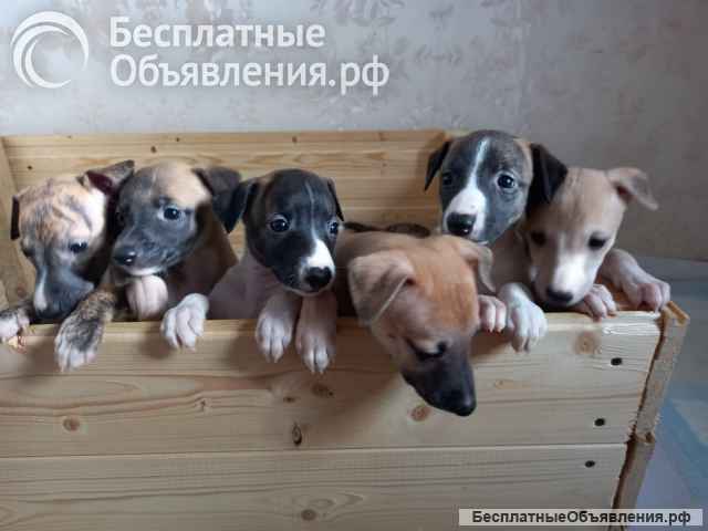 Щенки Уиппета