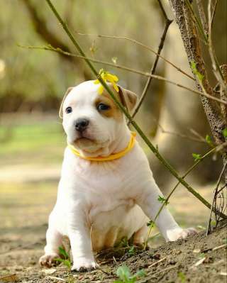 Шикарные детки Амстаффтерьера ркф