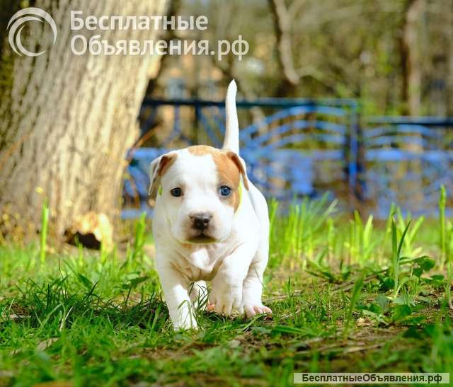 Шикарные детки Амстаффтерьера ркф