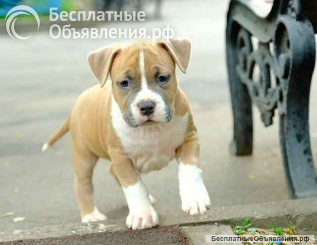 Шикарные детки Амстаффтерьера ркф