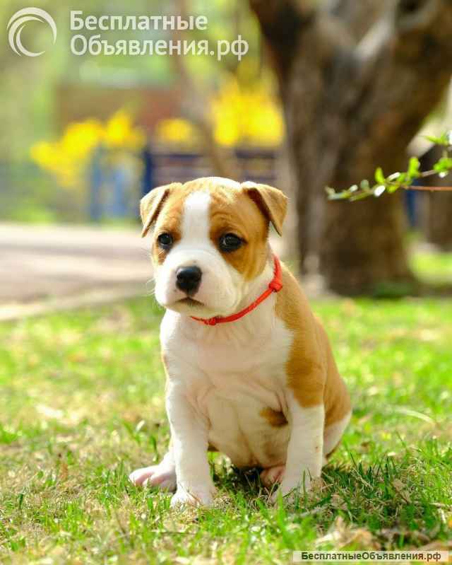 Шикарные детки Амстаффтерьера ркф