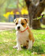 Шикарные детки Амстаффтерьера ркф