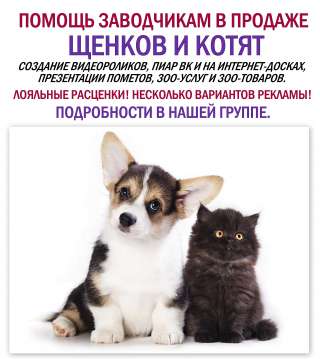 Помощь в продаже щенков и котят
