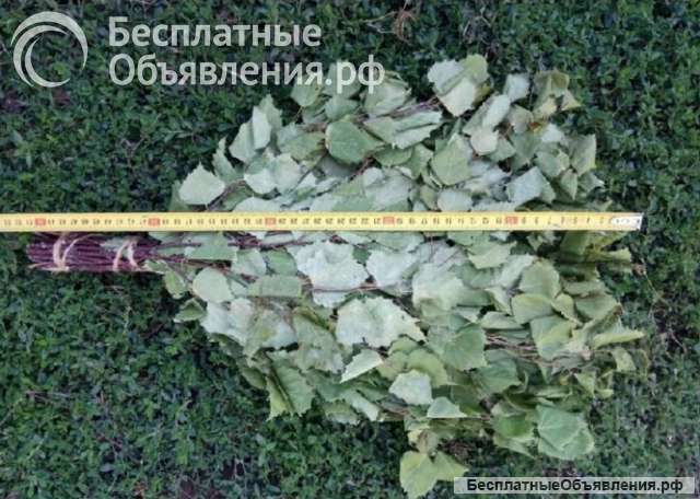 Веники для бани оптом от производителя от 1000 штук