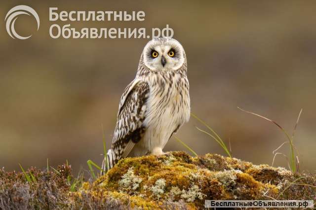Болотная сова