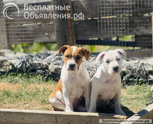Профессиональный питомник предлагает