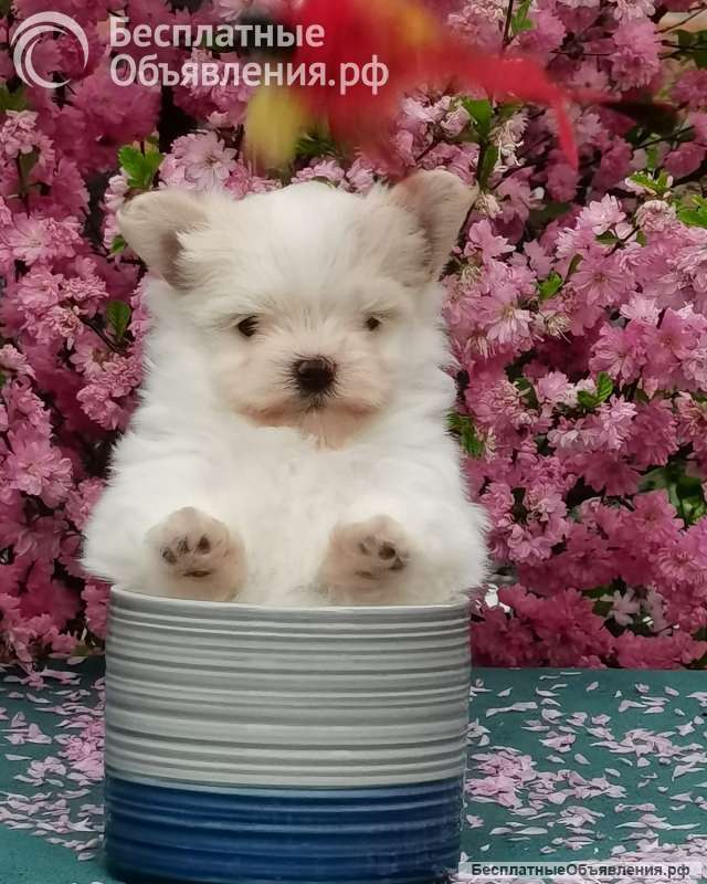 Мальтипом мини в иркутске