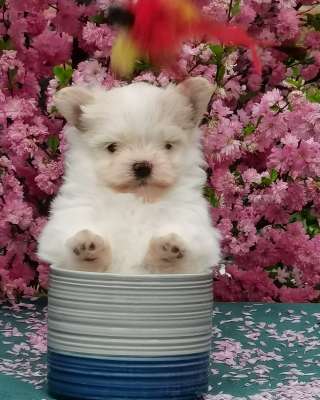 Мальтипом мини в иркутске