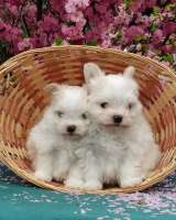 Мальтипом мини в иркутске