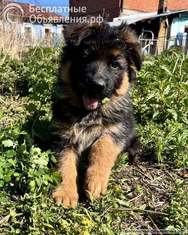 Щенки немецкой овчарки длинношерстной
