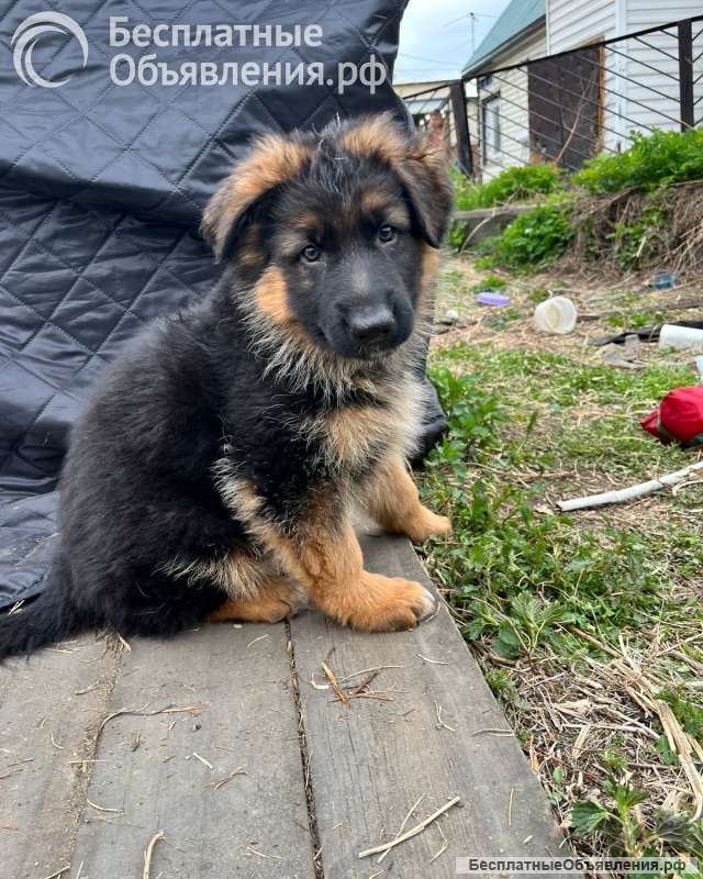 Щенки немецкой овчарки длинношерстной