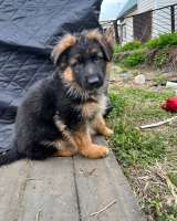 Щенки немецкой овчарки длинношерстной